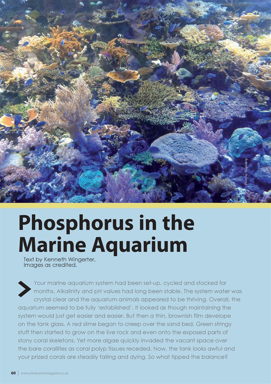 UltraMarine Magazine Preview Pages