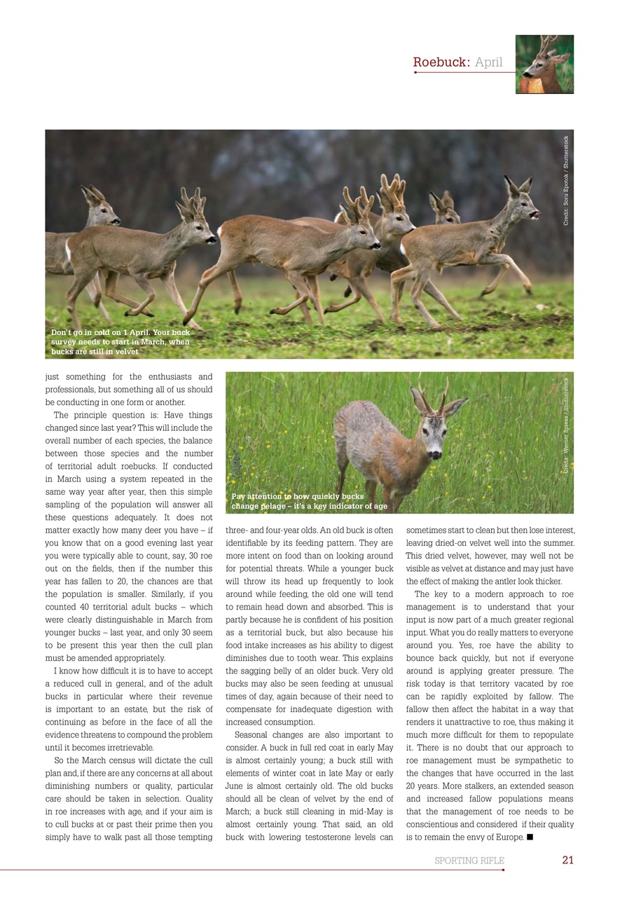 Sporting Rifle Preview Pages