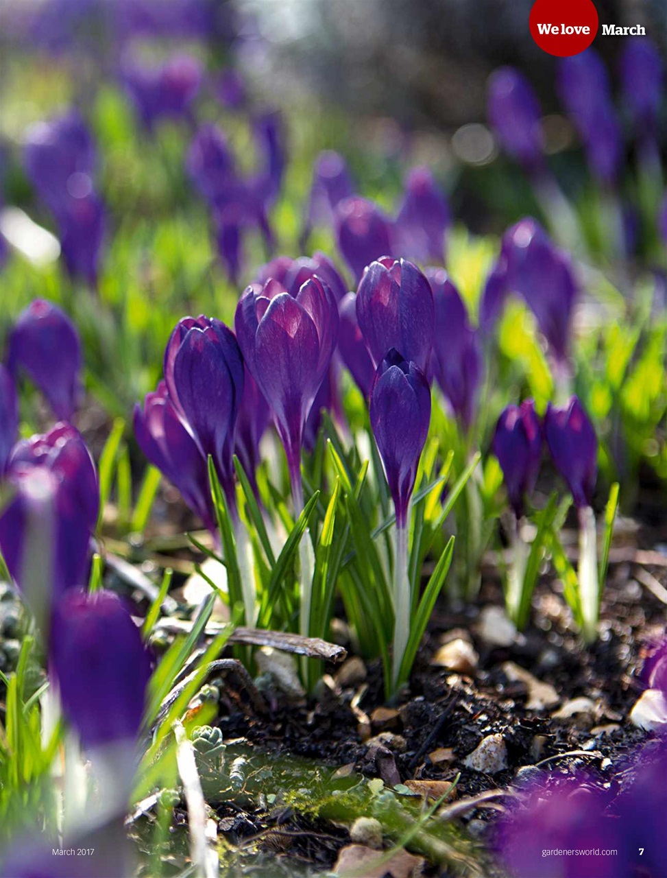 BBC Gardeners’ World Magazine Preview Pages