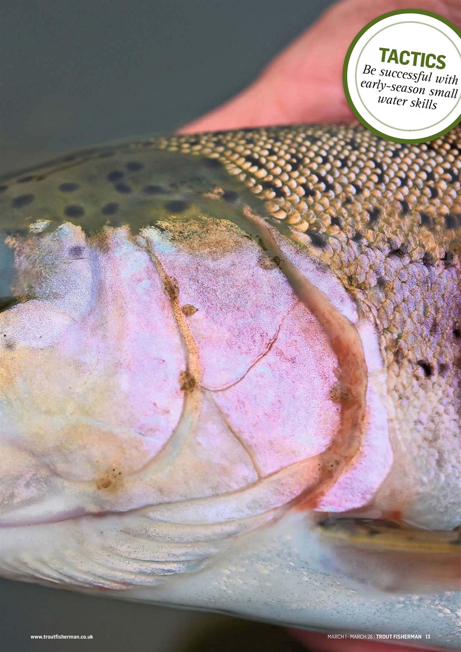 Trout Fisherman Preview Pages