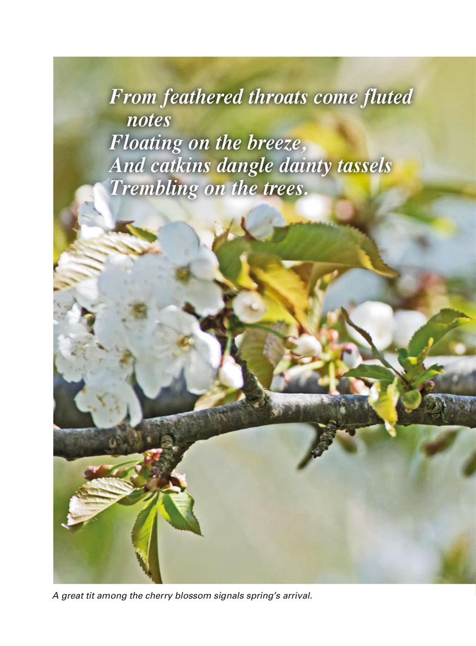 Evergreen Preview Pages