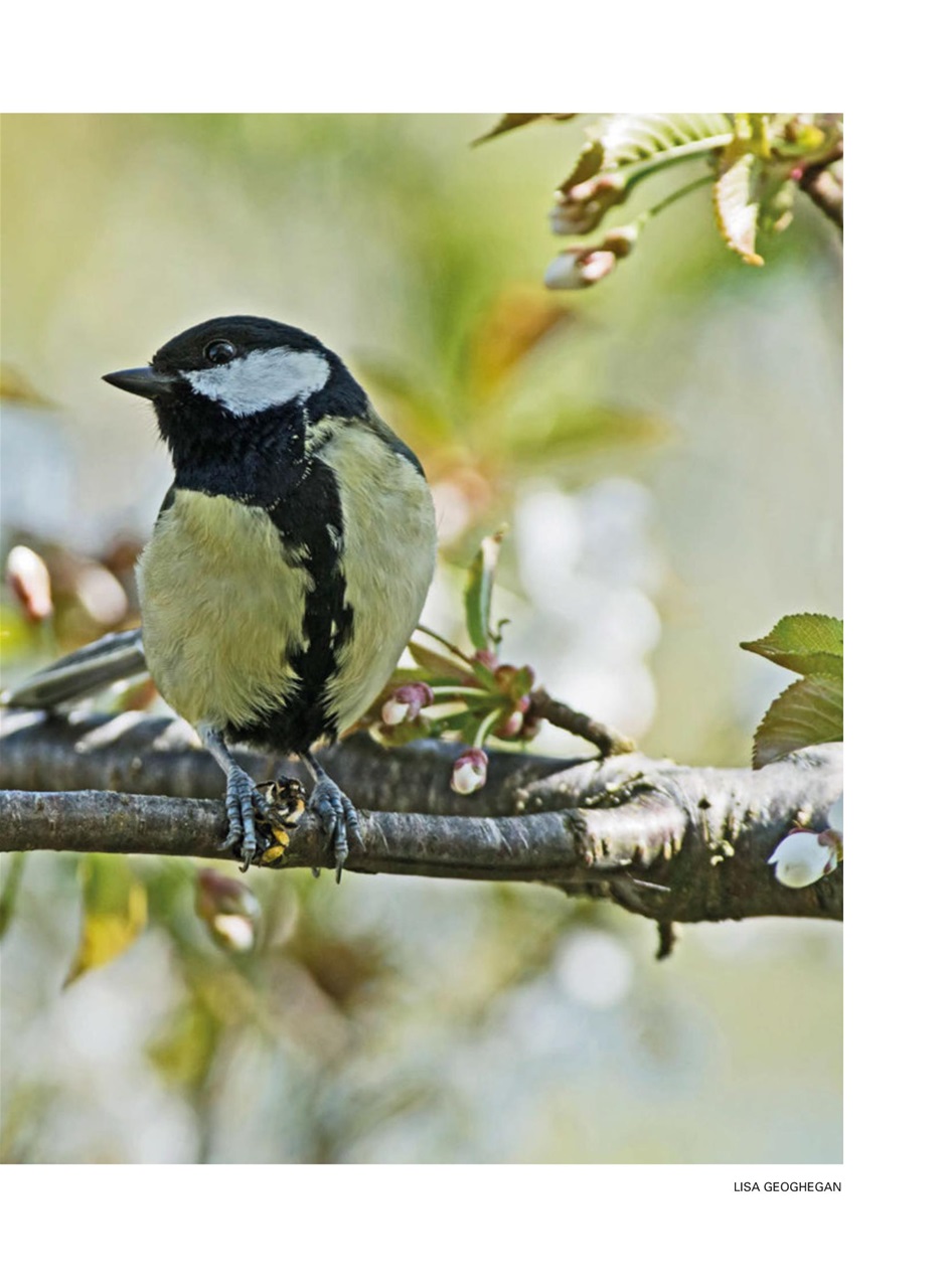 Evergreen Preview Pages