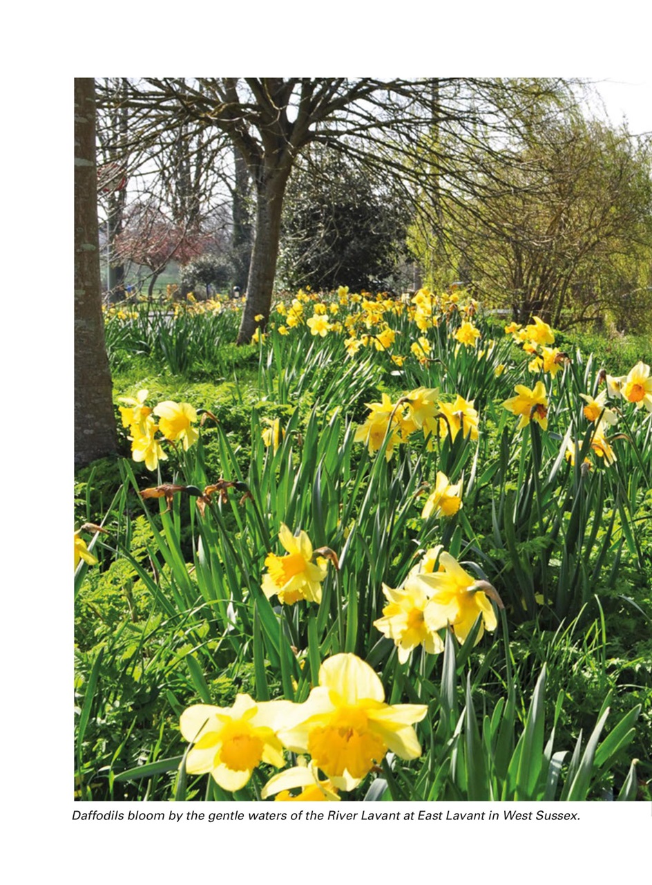 Evergreen Preview Pages