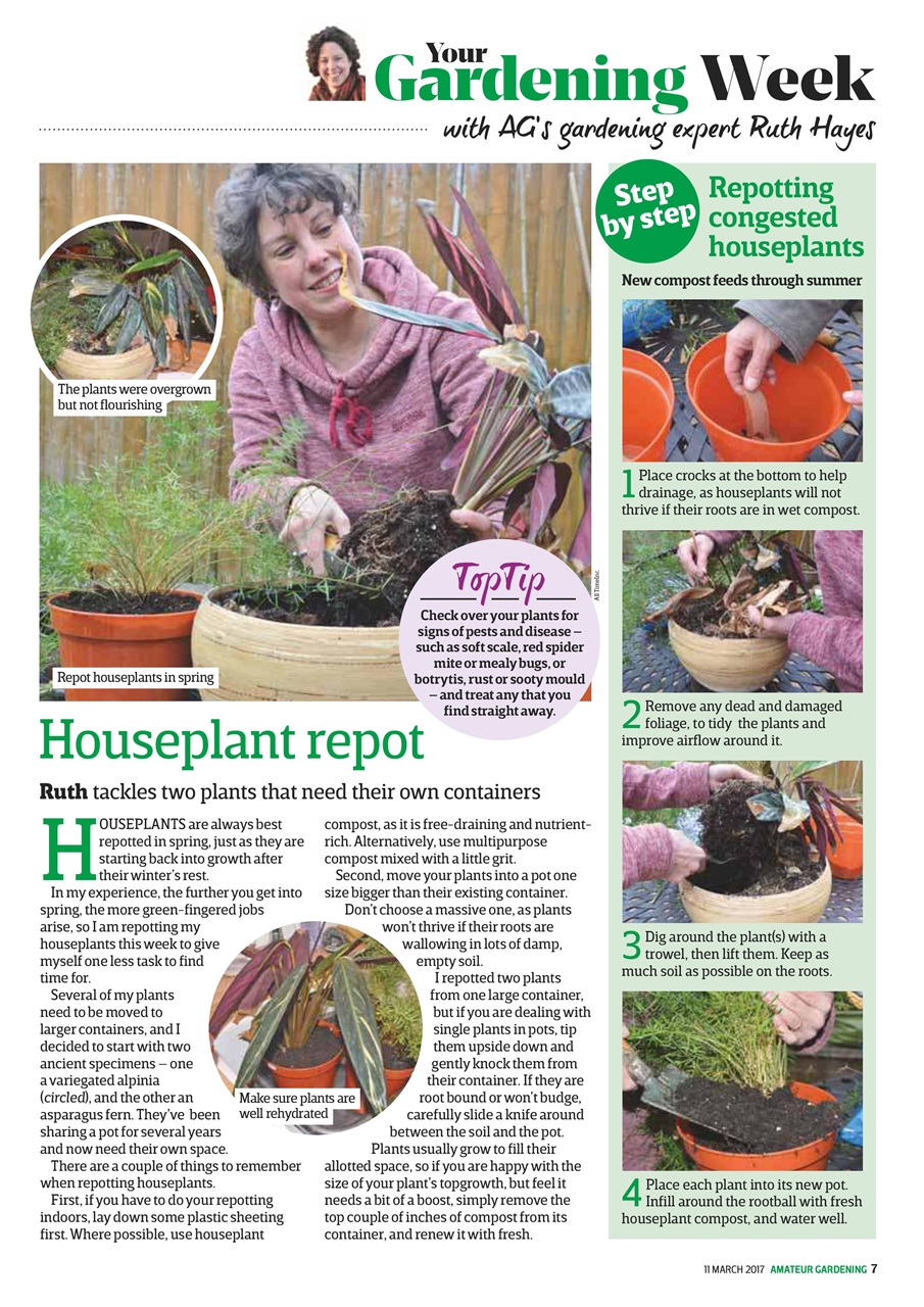 Amateur Gardening Preview Pages