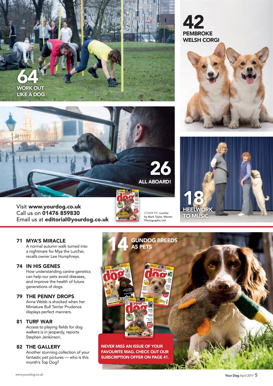 Your Dog Preview Pages