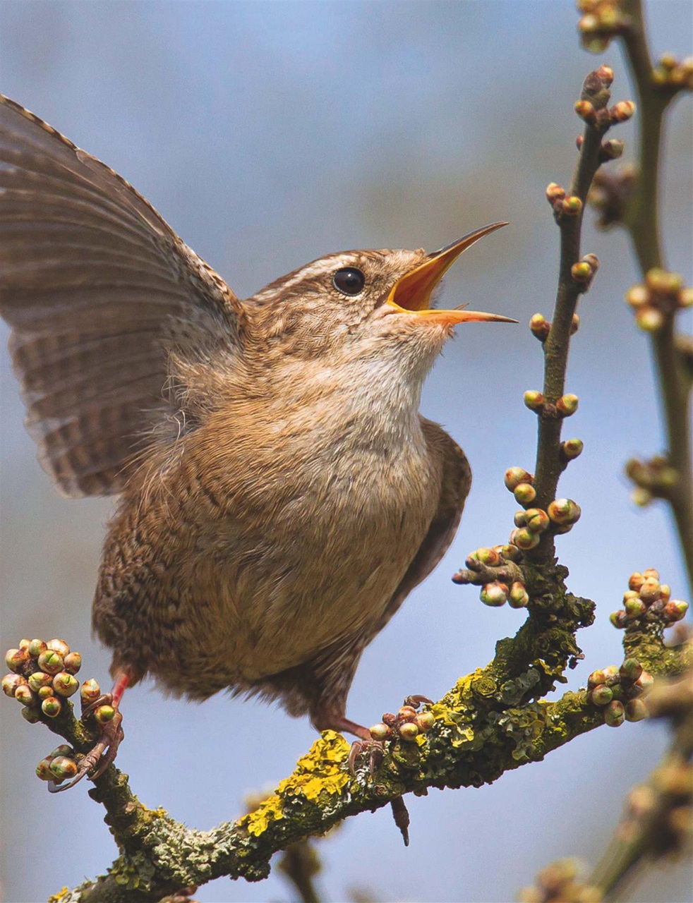 Country Life Preview Pages