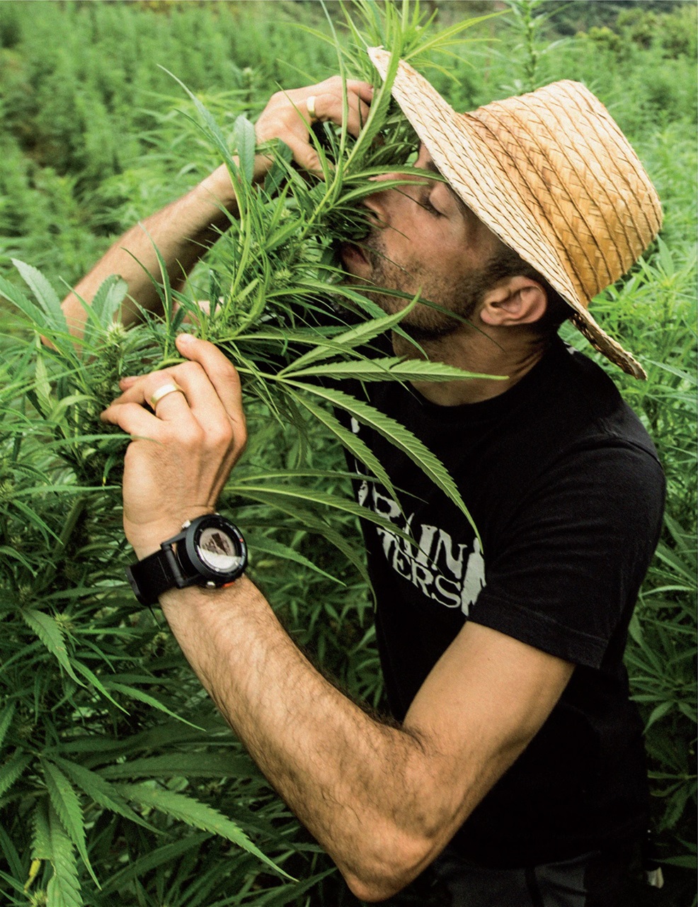 Cannabis Now Preview Pages