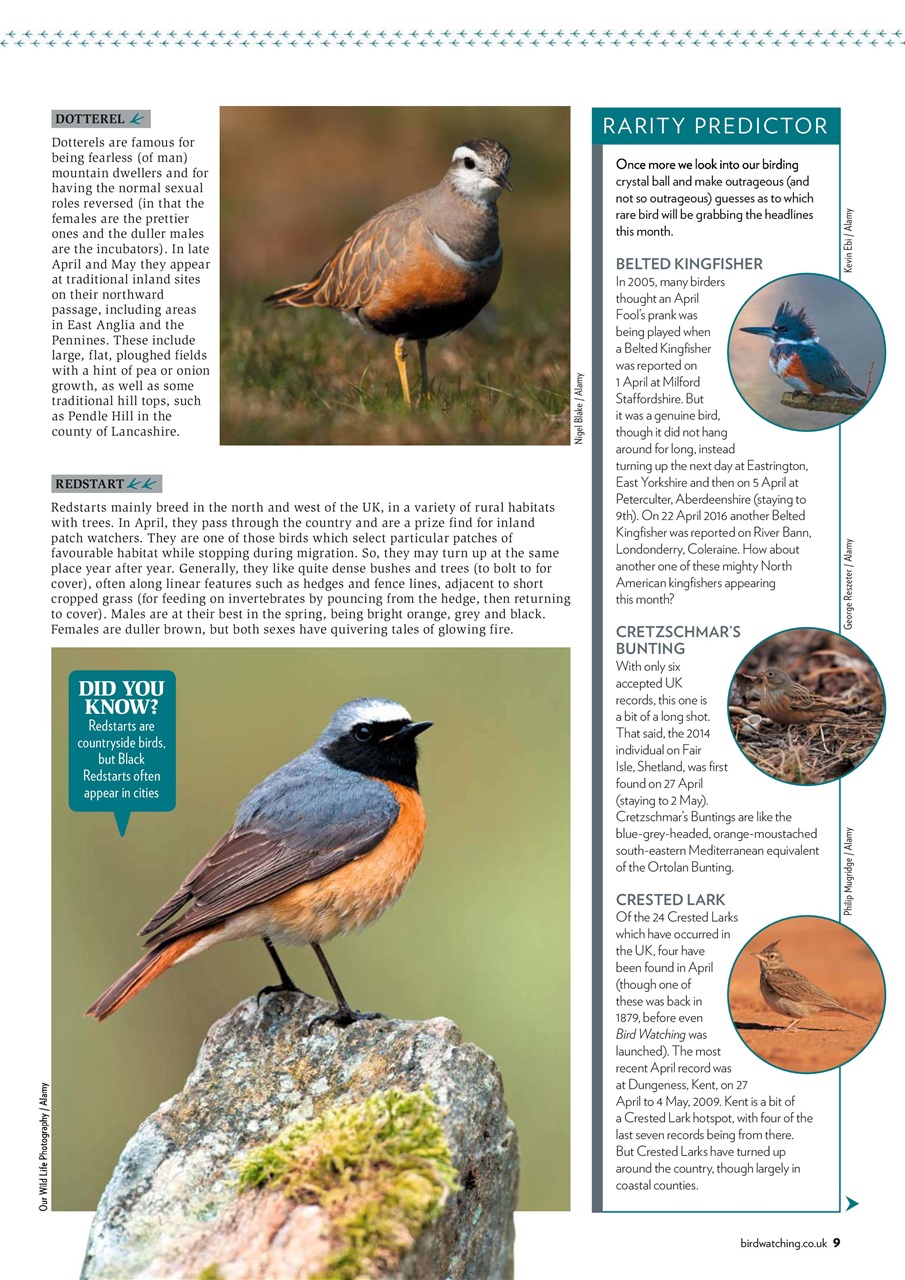 Bird Watching Preview Pages