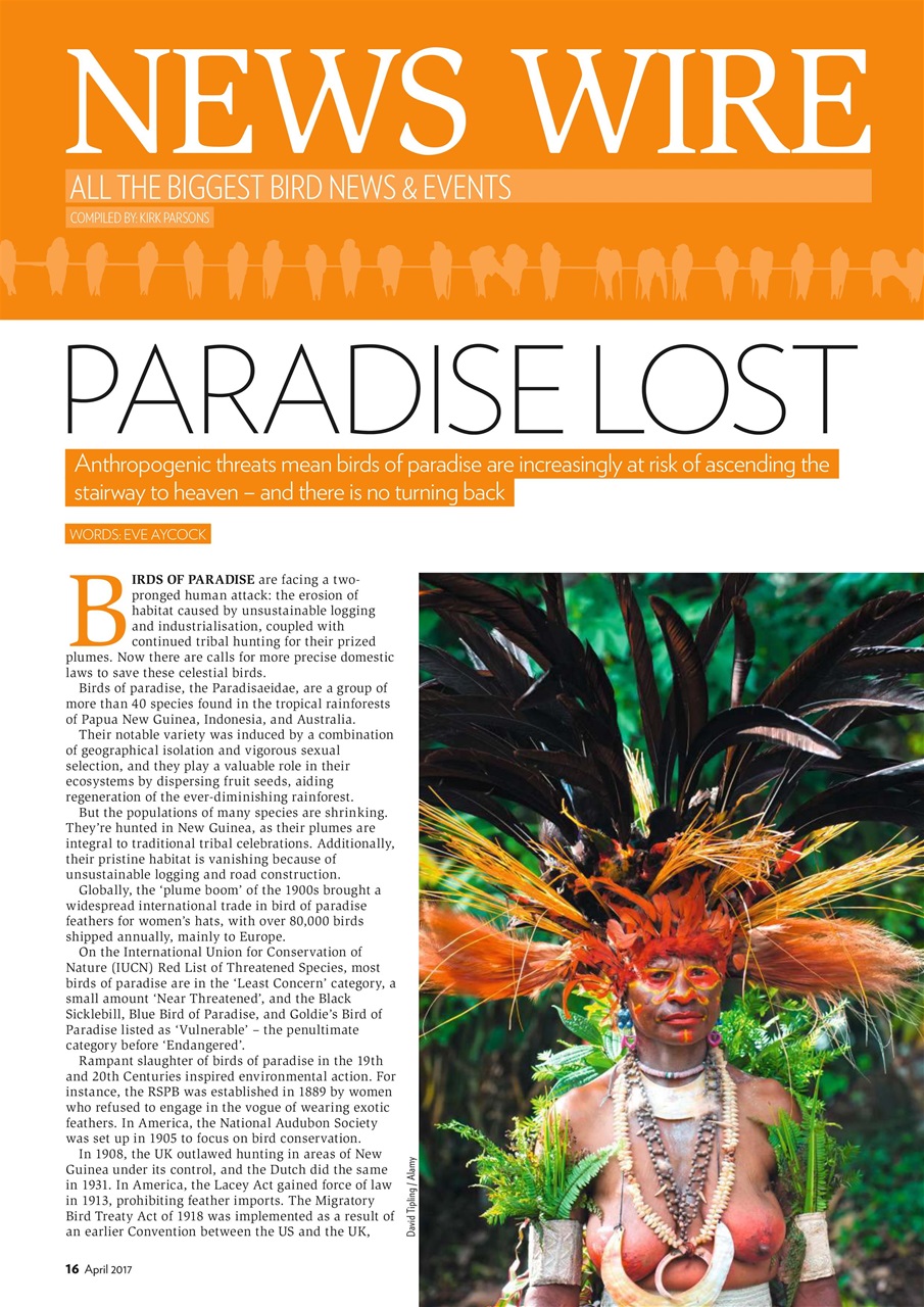 Bird Watching Preview Pages