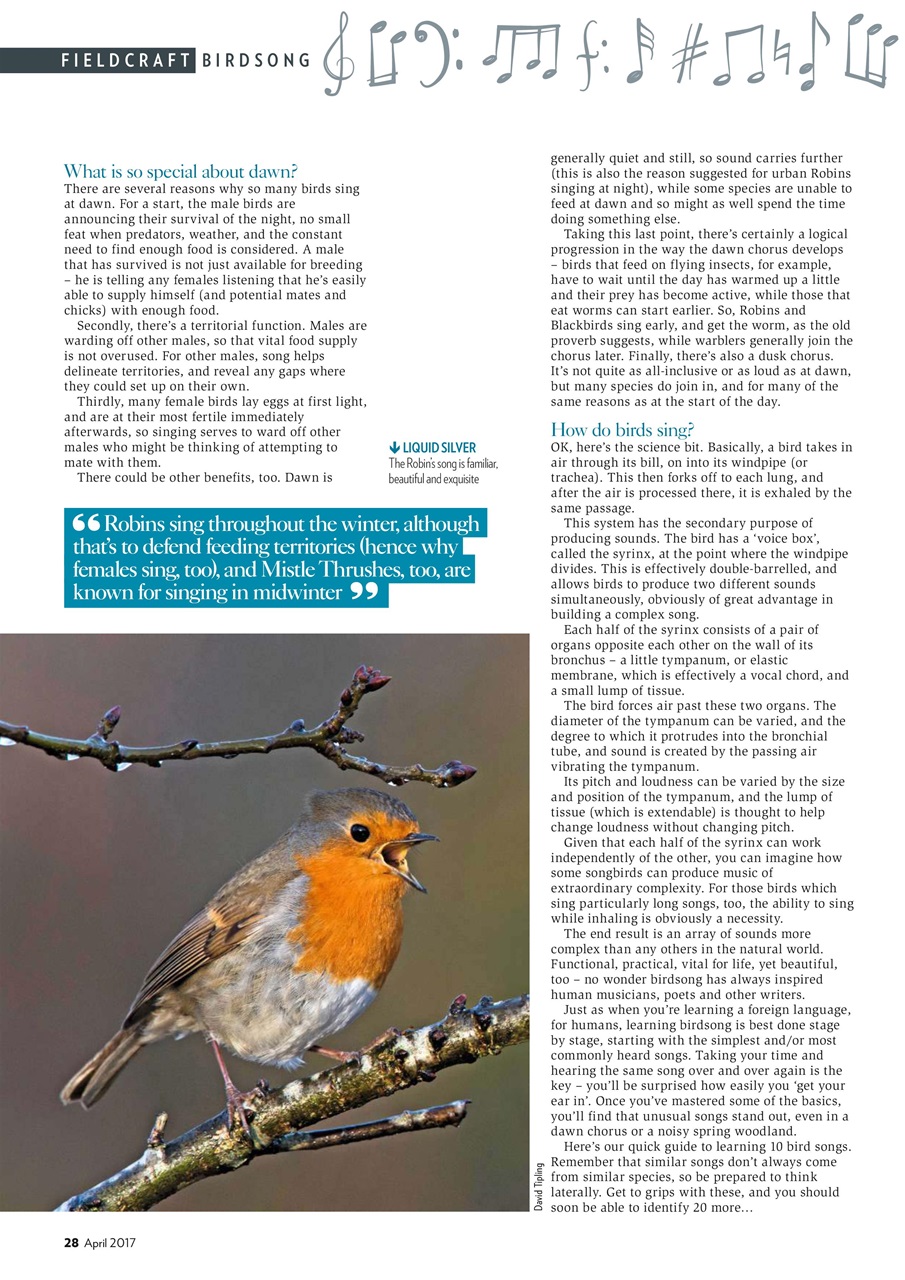 Bird Watching Preview Pages