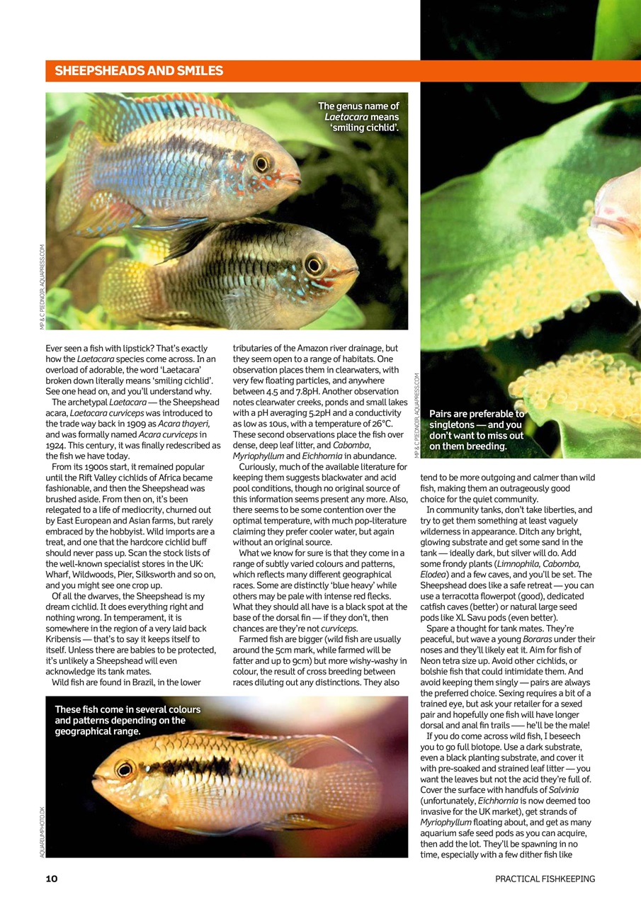 Practical Fishkeeping Preview Pages