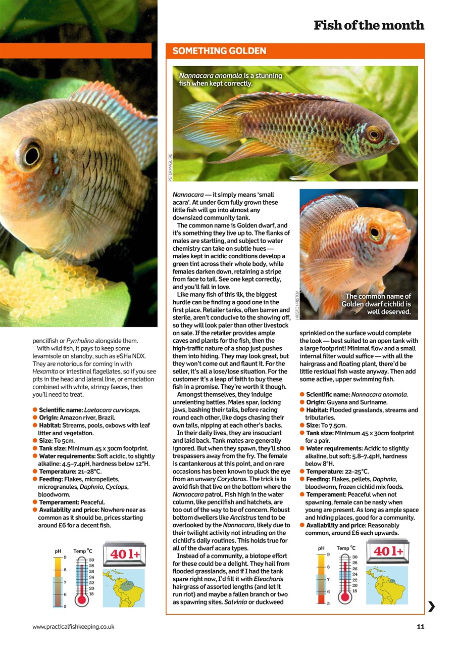 Practical Fishkeeping Preview Pages