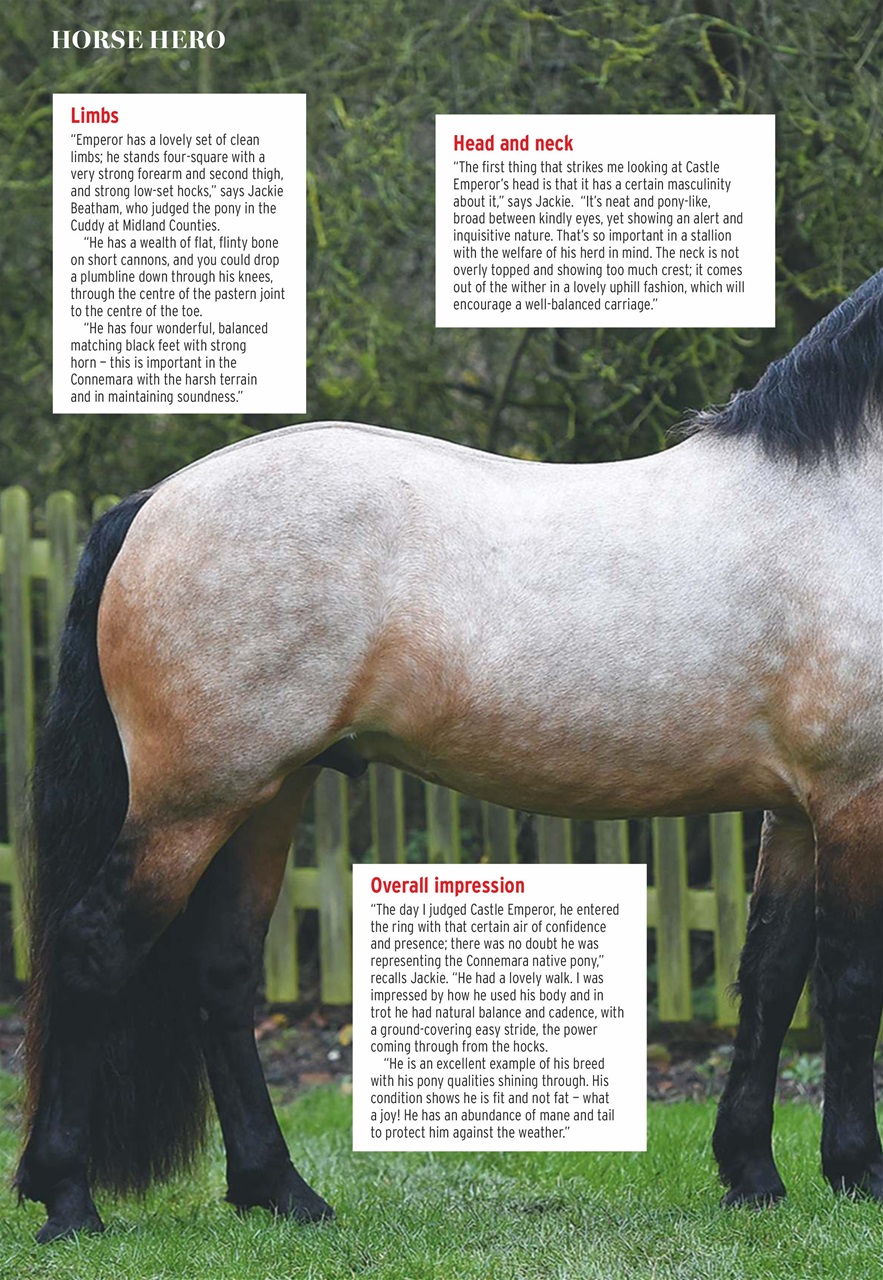 Horse & Hound Preview Pages