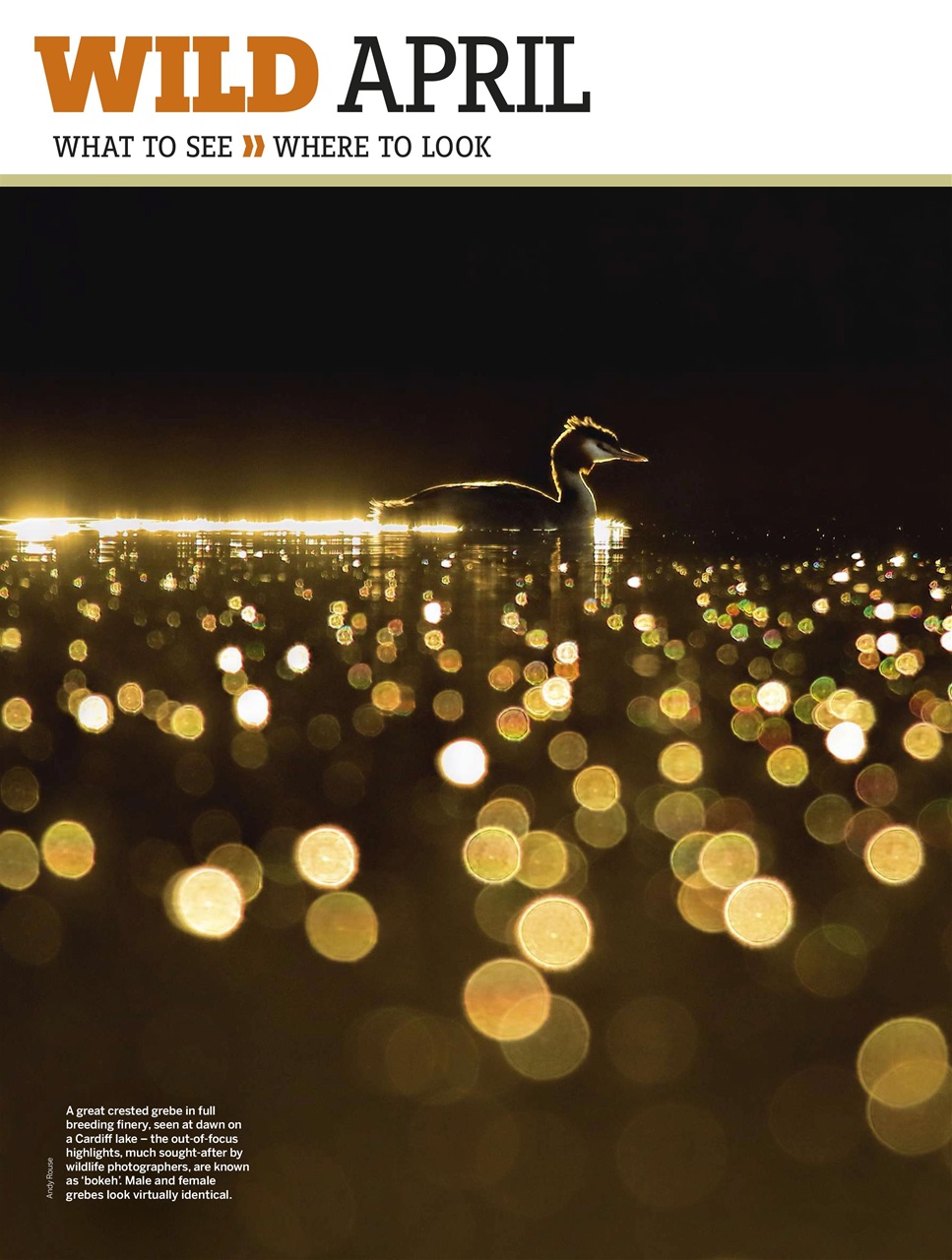 BBC Wildlife Magazine Preview Pages