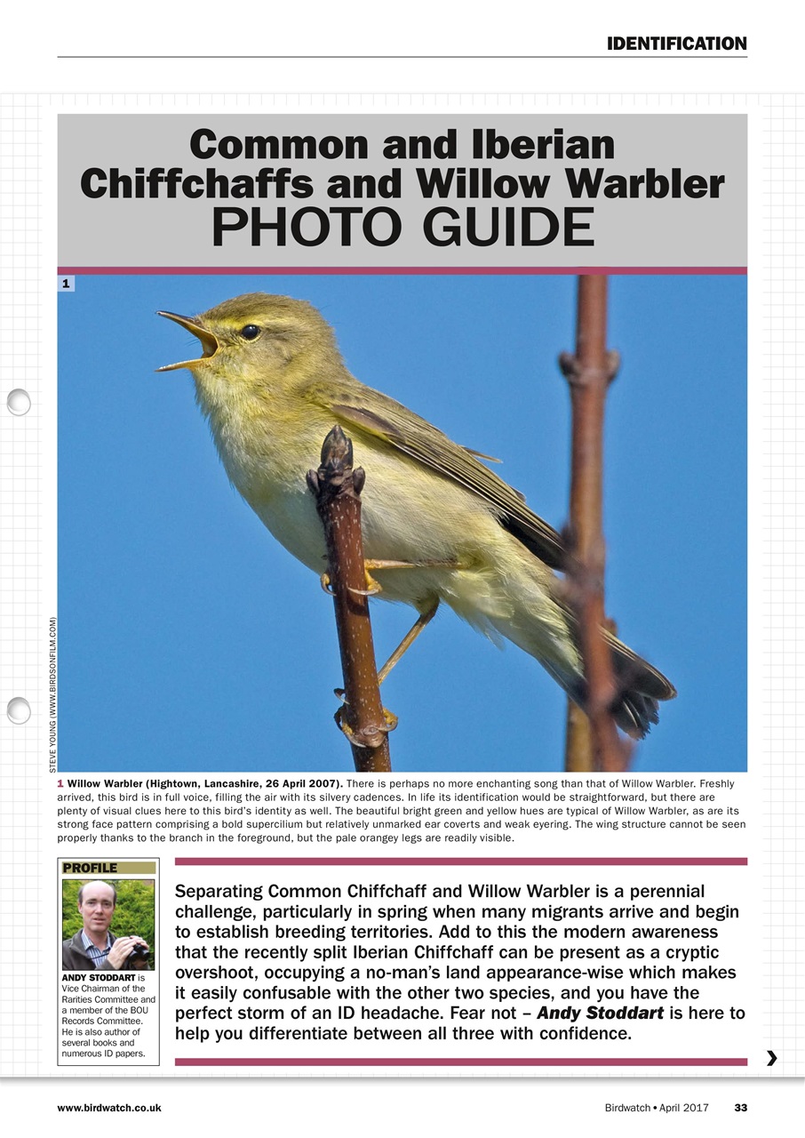 Birdwatch Magazine Preview Pages