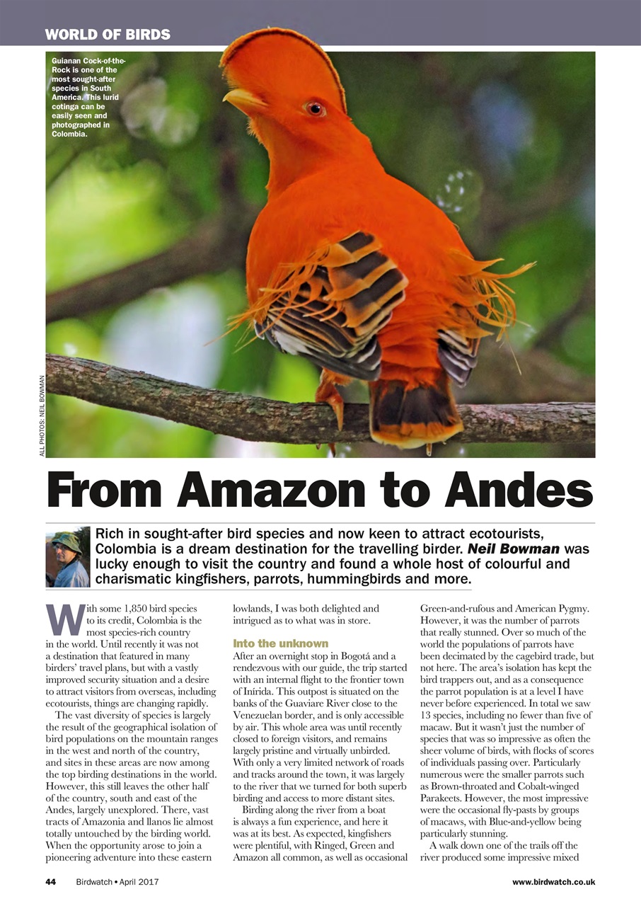 Birdwatch Magazine Preview Pages