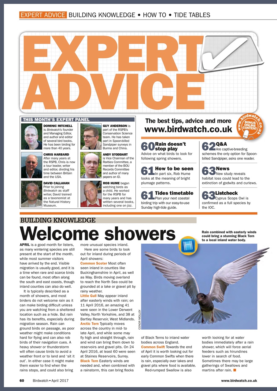 Birdwatch Magazine Preview Pages
