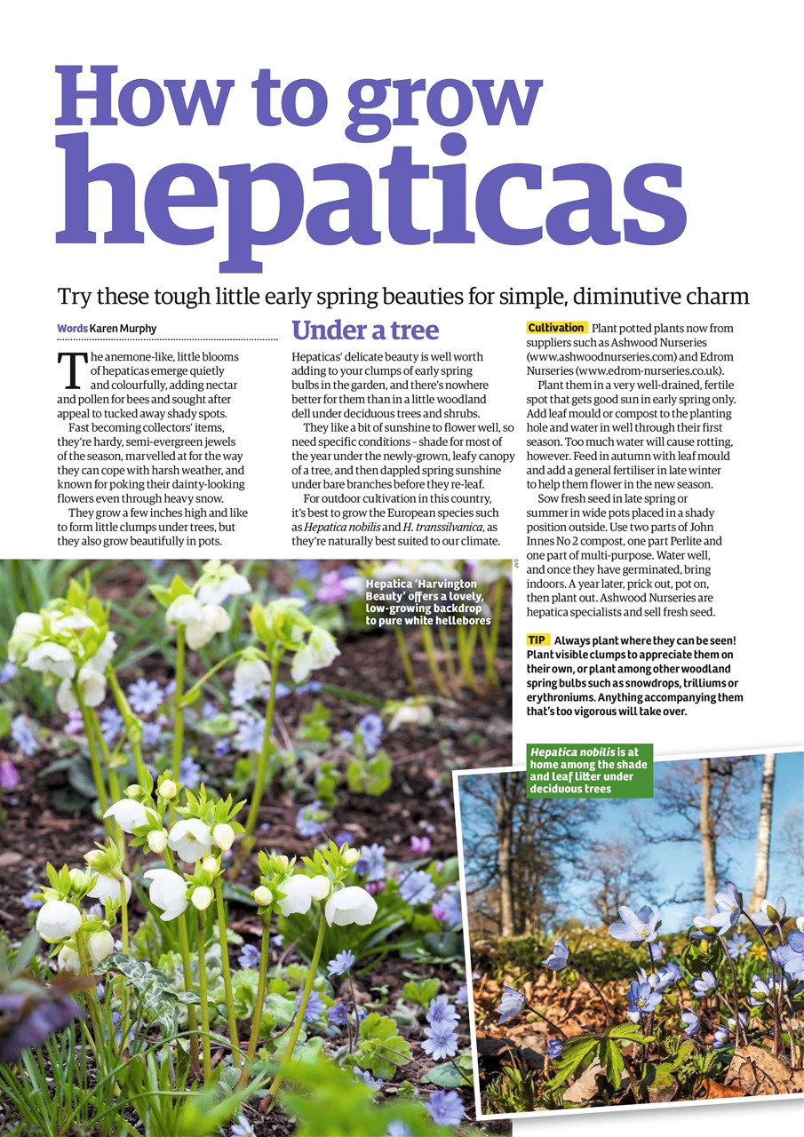 Garden News Preview Pages