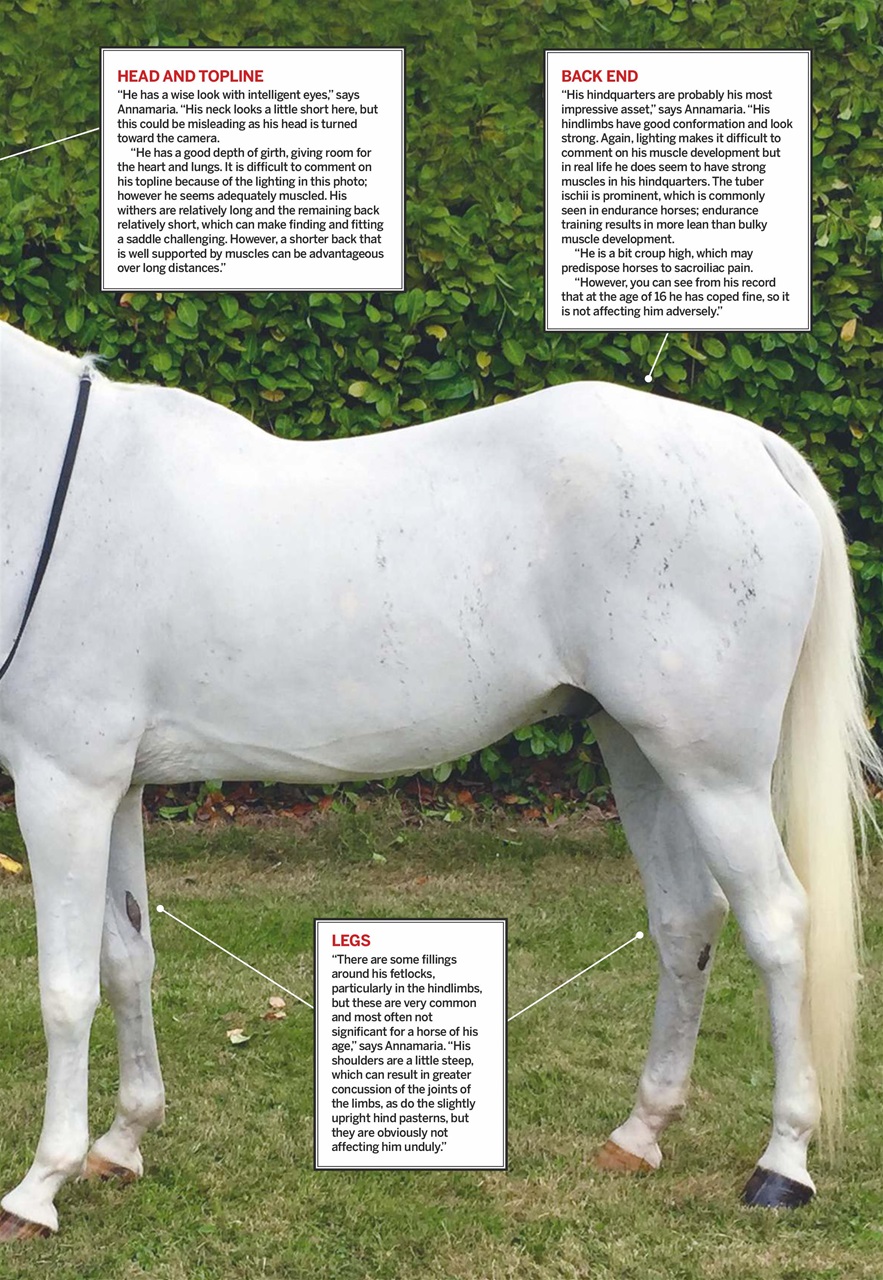 Horse & Hound Preview Pages