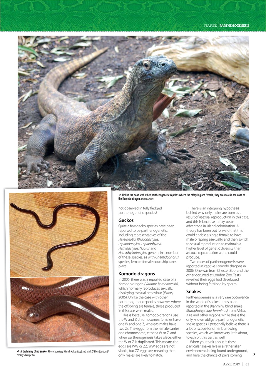 Practical Reptile Keeping Preview Pages
