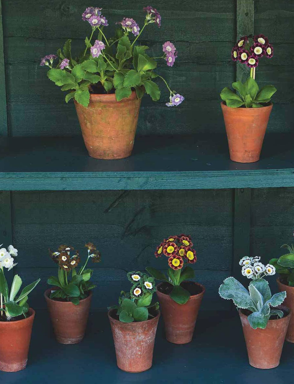 Country Life Preview Pages