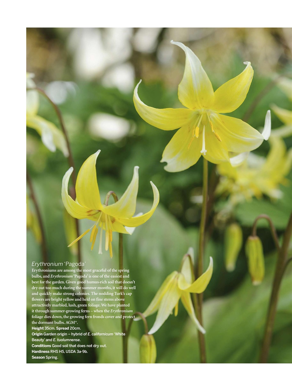 Gardens Illustrated Preview Pages