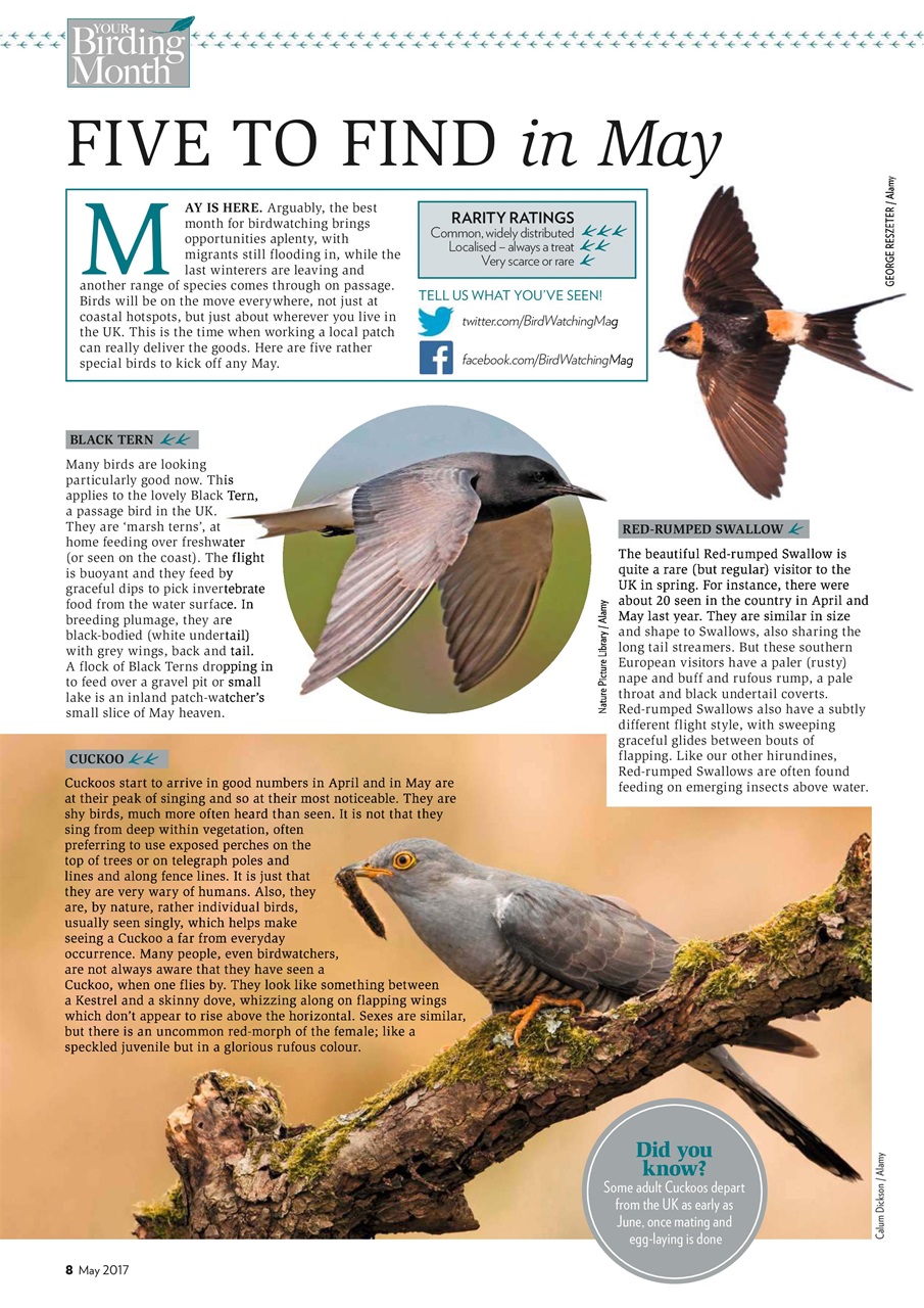 Bird Watching Preview Pages