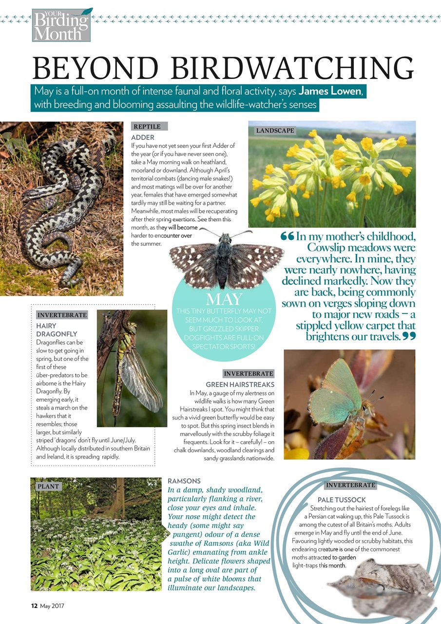 Bird Watching Preview Pages