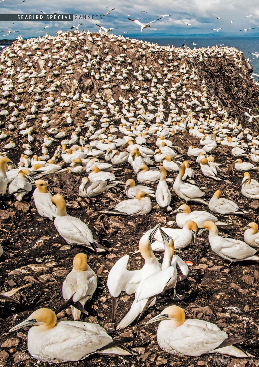 Bird Watching Preview Pages