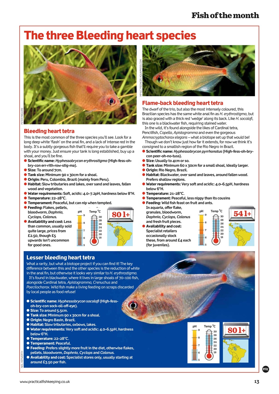 Practical Fishkeeping Preview Pages