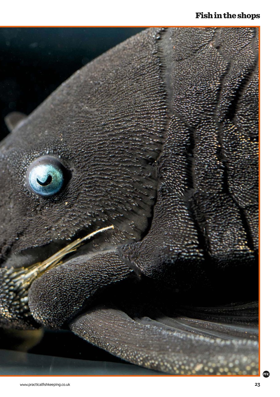 Practical Fishkeeping Preview Pages