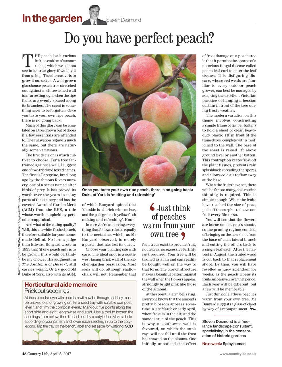 Country Life Preview Pages