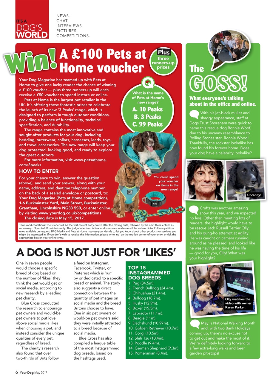 Your Dog Preview Pages