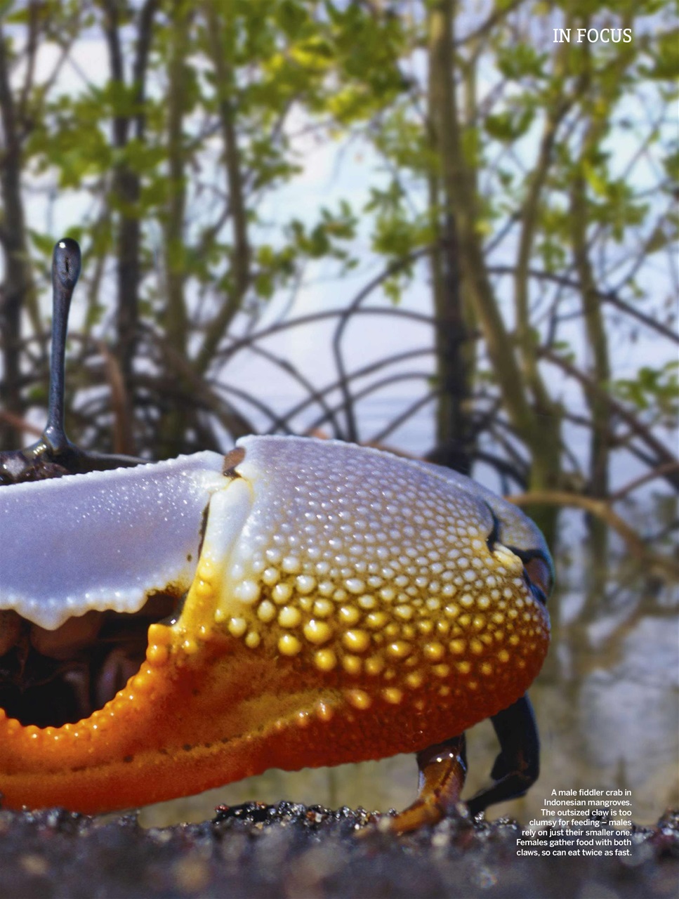 BBC Wildlife Magazine Preview Pages