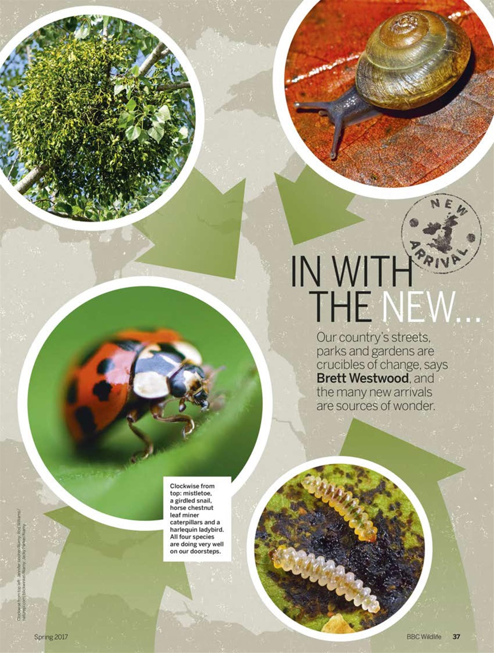 BBC Wildlife Magazine Preview Pages