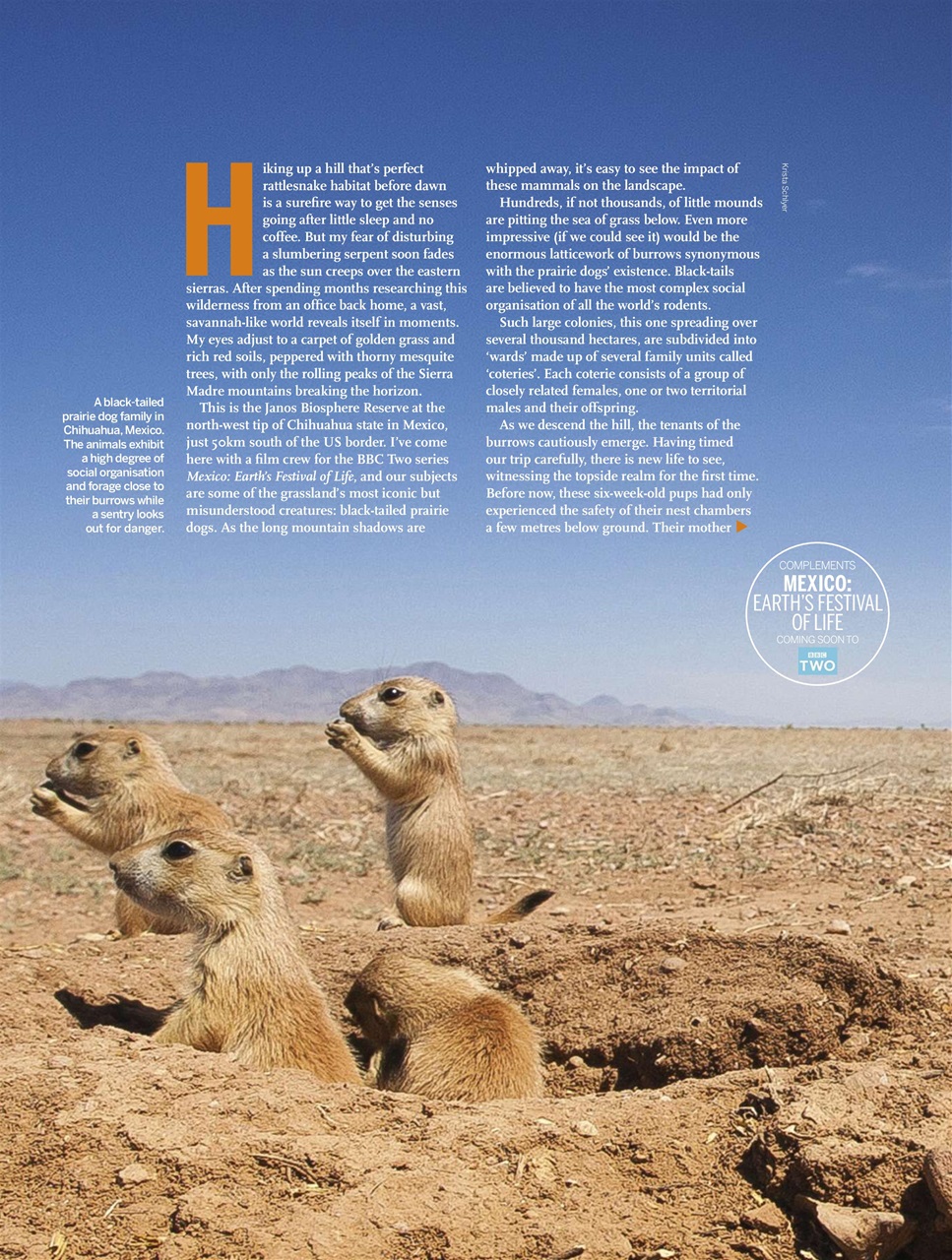 BBC Wildlife Magazine Preview Pages