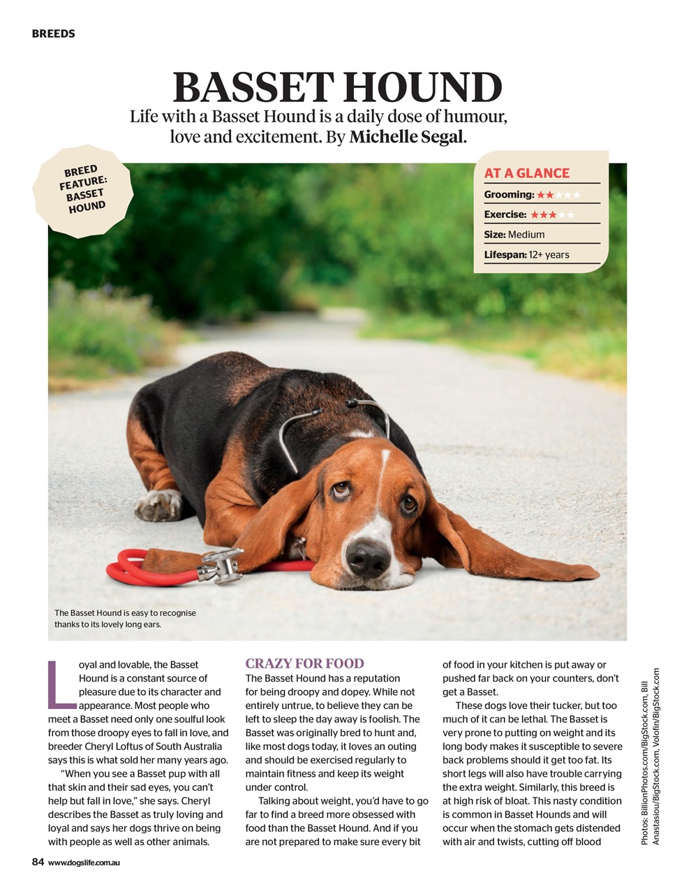 Dogs Life Preview Pages