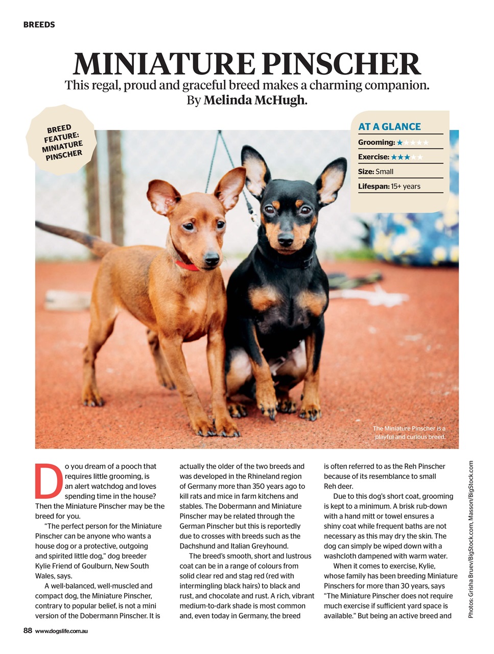 Dogs Life Preview Pages