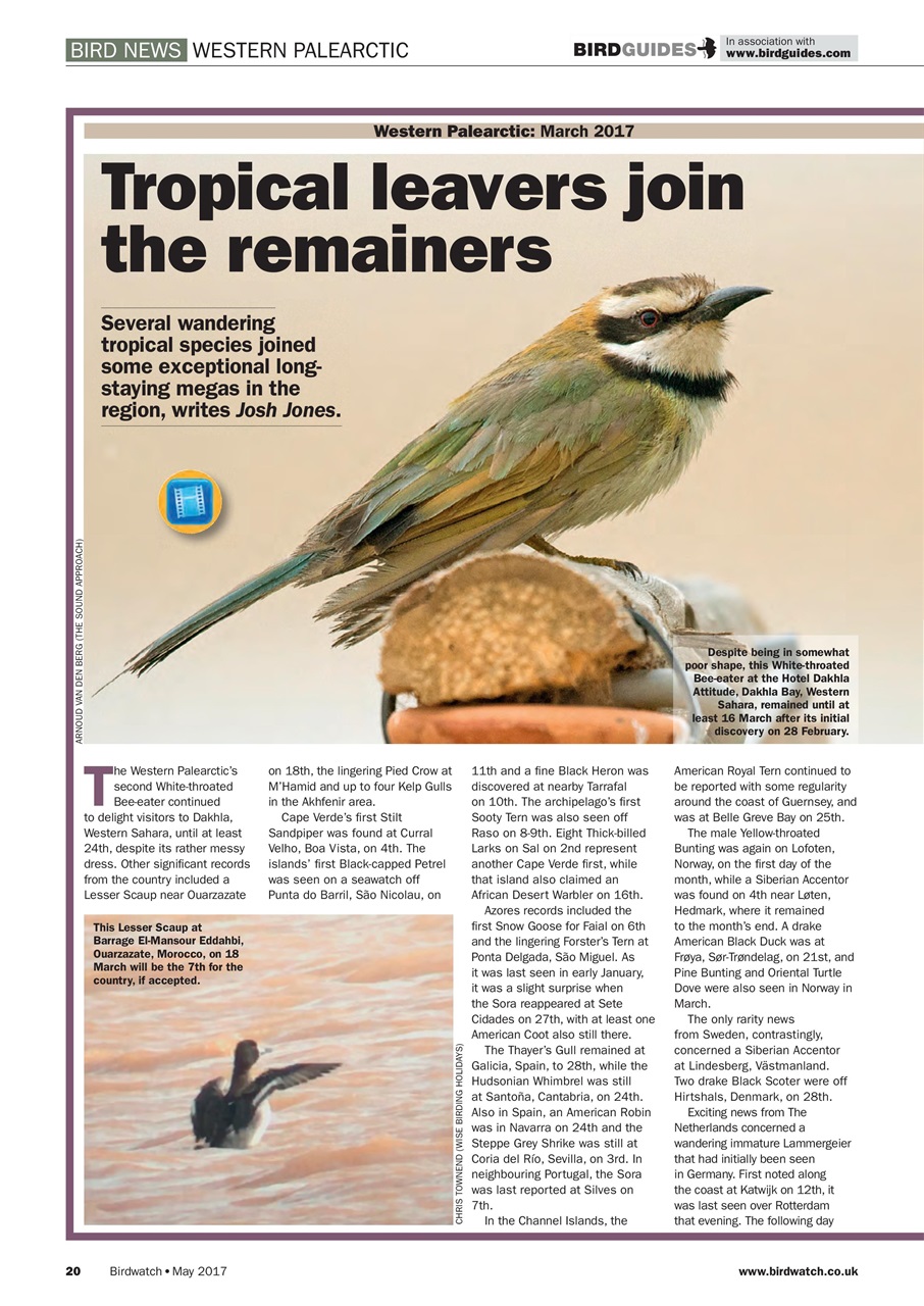 Birdwatch Magazine Preview Pages
