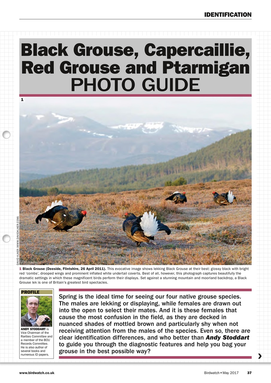 Birdwatch Magazine Preview Pages