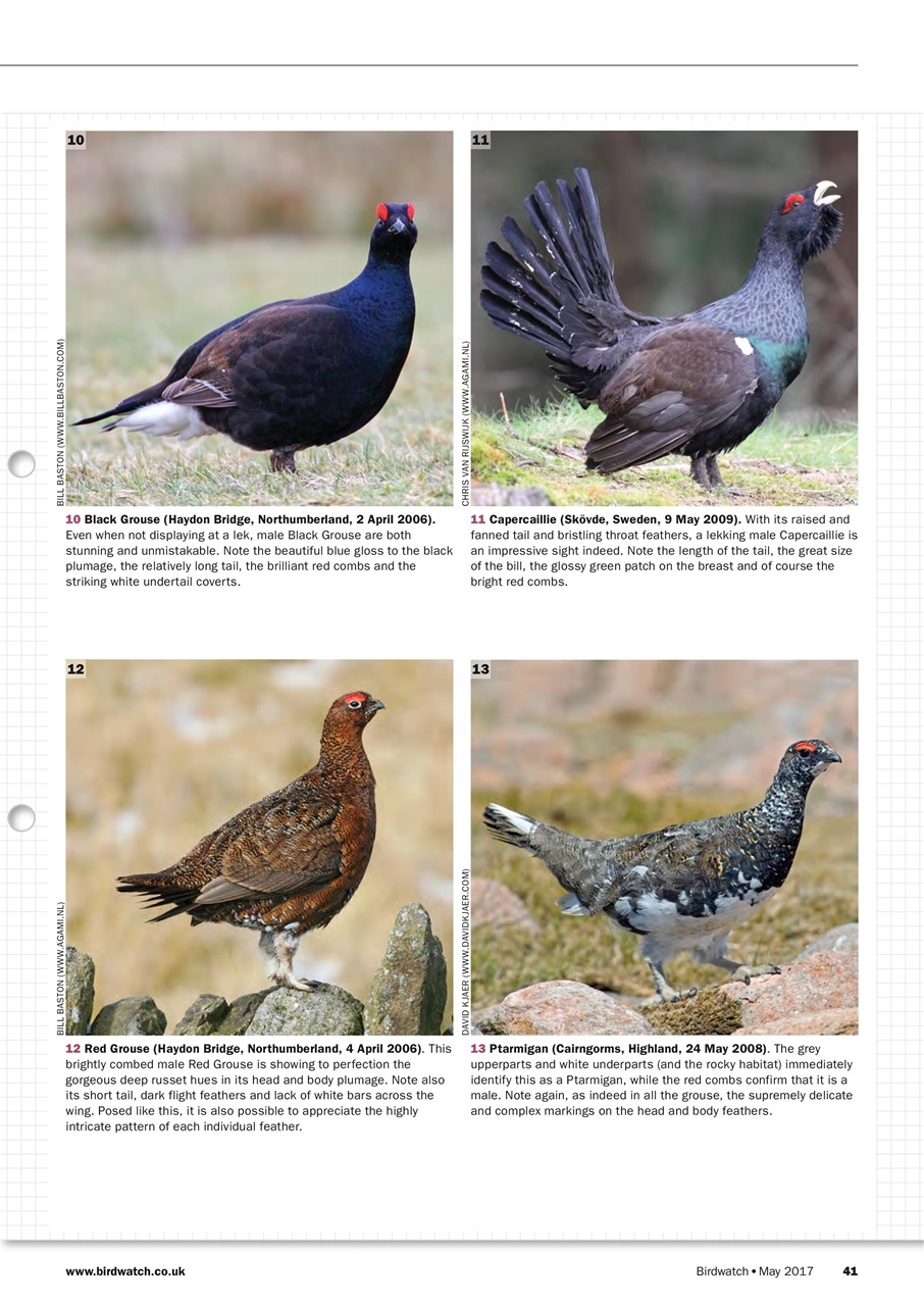 Birdwatch Magazine Preview Pages