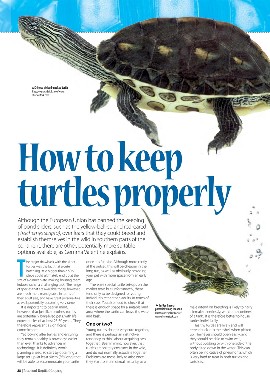 Practical Reptile Keeping Preview Pages