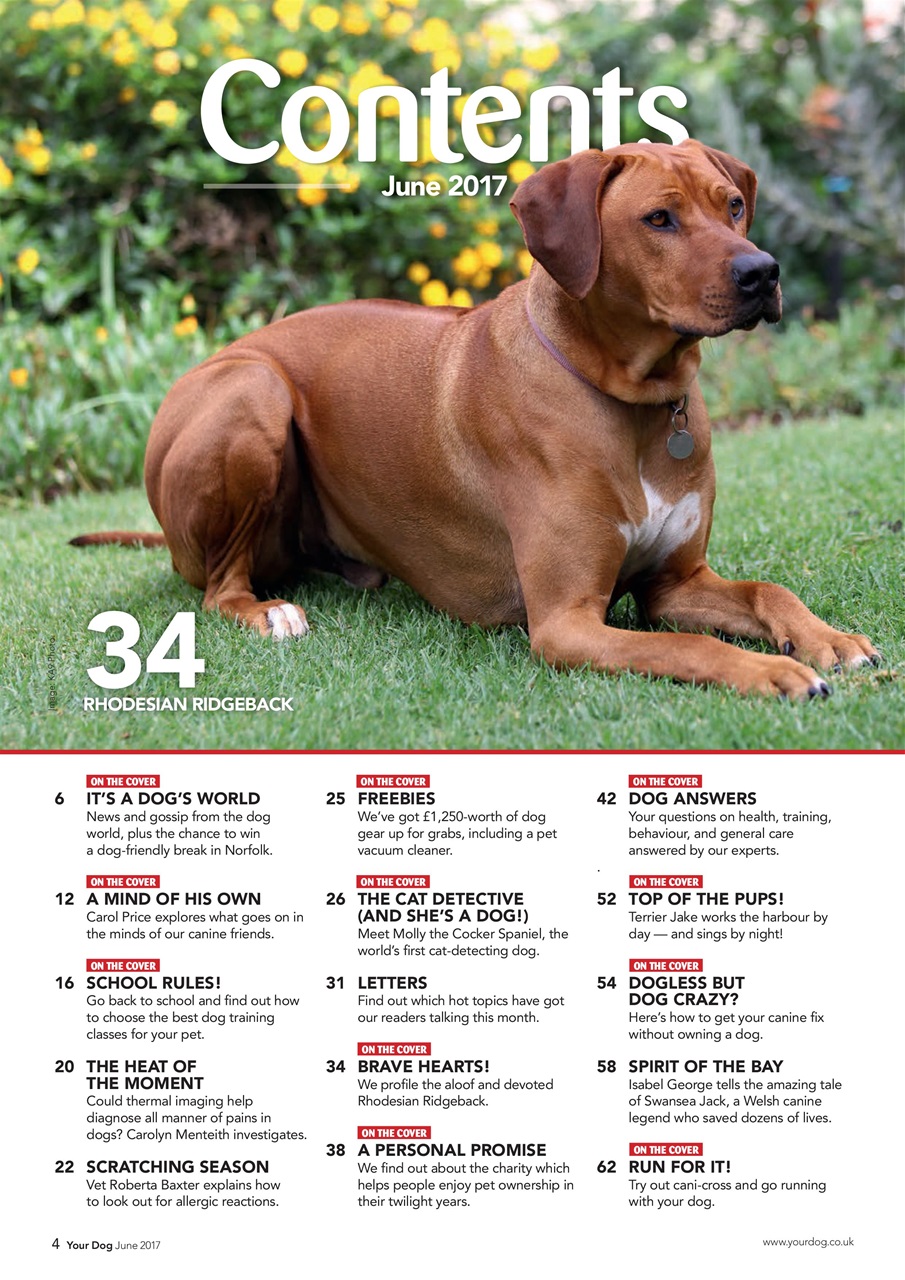 Your Dog Preview Pages