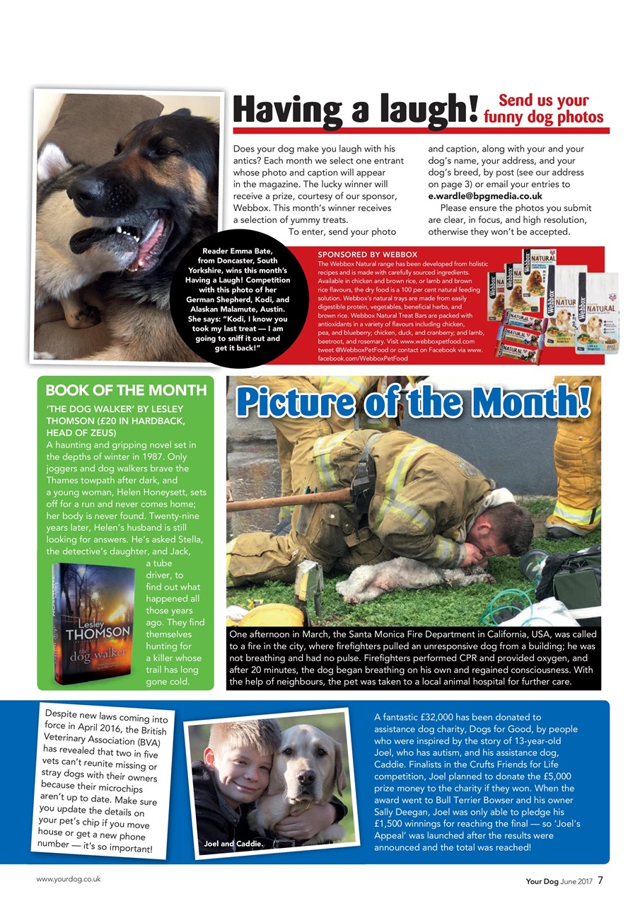 Your Dog Preview Pages