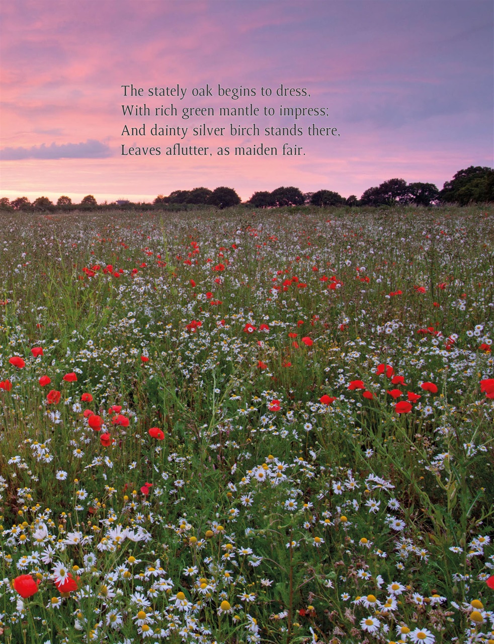 This England Preview Pages