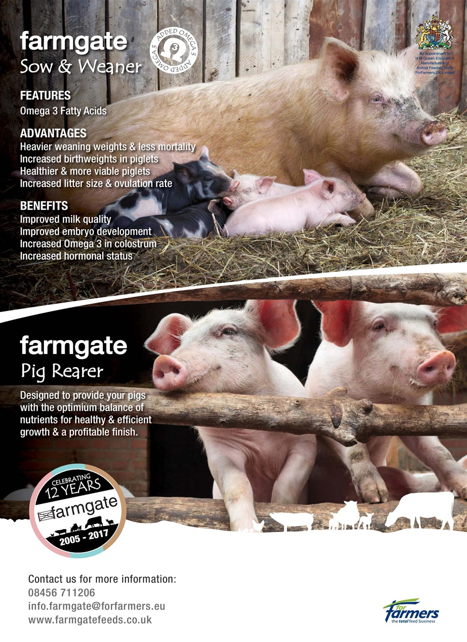 Practical Pigs Preview Pages