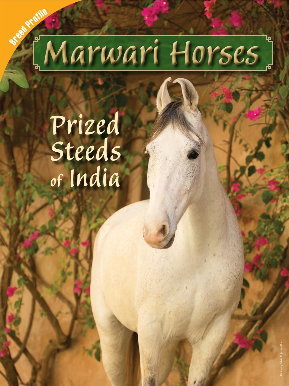 Blaze Magazine For Horse Crazy Kids Preview Pages