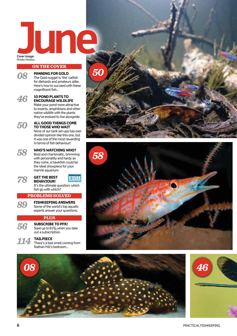 Practical Fishkeeping Preview Pages