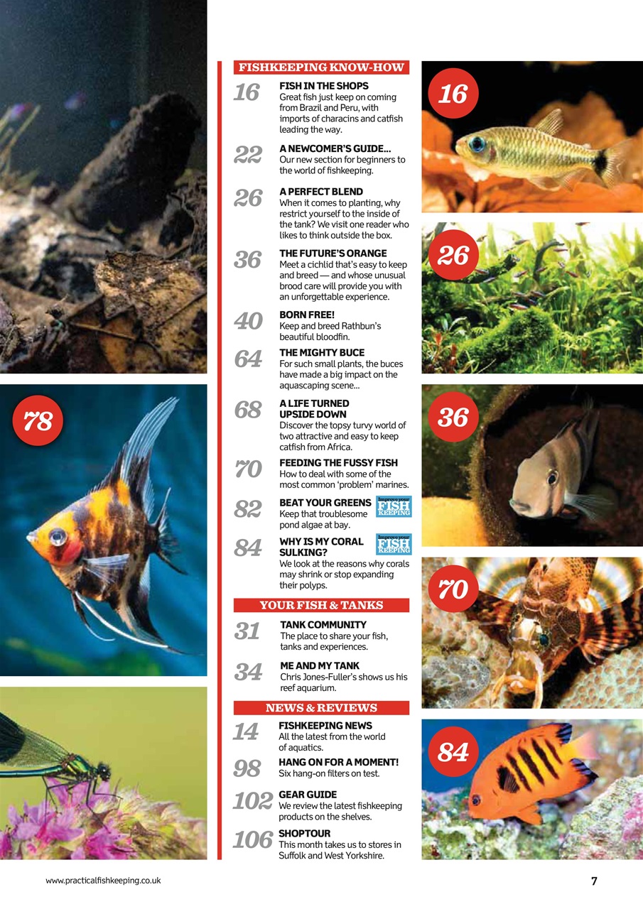 Practical Fishkeeping Preview Pages