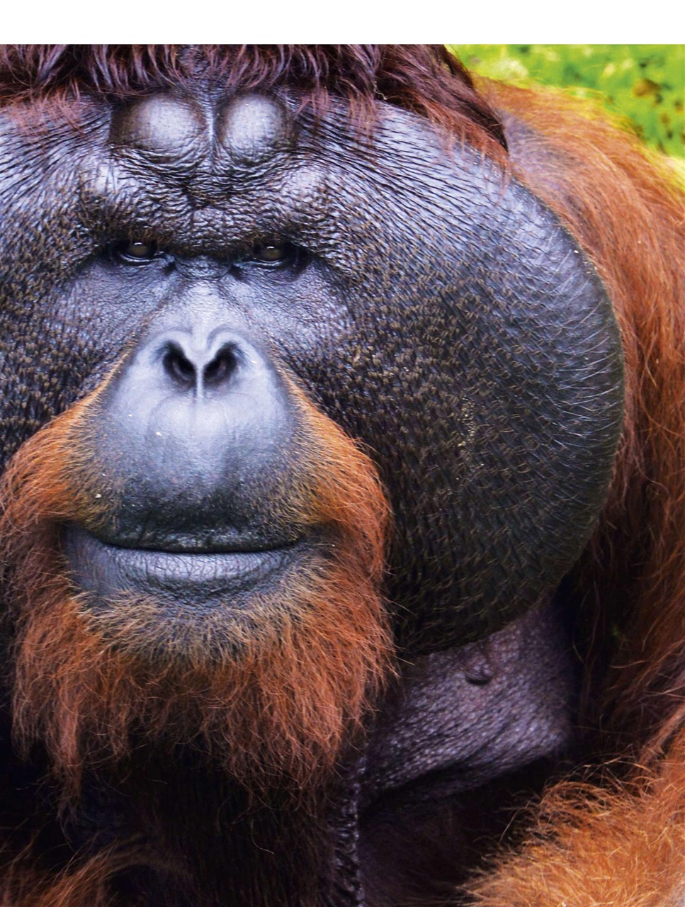 BBC Wildlife Magazine Preview Pages